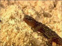 Pink Gecko (Hemidactylus turcicus) runs off, Parque Natural Cabo de Gata - Nijar (Almeria), Andalusia, Southern Spain Stock Footage