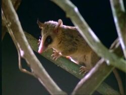 Marmosa, MCU marmosa on branch, black background, Panama Stock Footage