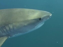 Tiger Shark (Galeocerdo cuvier) Stock Footage