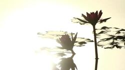 lotus with reflection Stock Footage