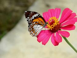 Monarch butterfly Stock Footage