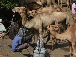 Camels and owners at camel fair Stock Footage