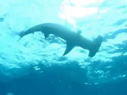 Great hammerhead, Sphyrna mokarran, chases takes bait, surface bait, Bahamas  Stock Footage