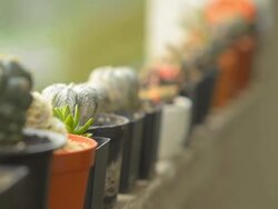 sliding : cactus is ordered on the edge Stock Footage