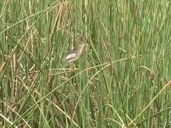 Least Bittern on Reeds Stock Footage