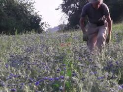 Cultivation of medicinal plants. Stock Footage