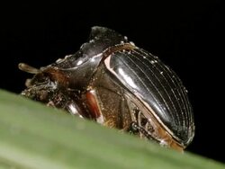 Scarab beetle with many phoretic mites on body Stock Footage