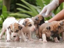 Female hand washing puppy dog Stock Footage