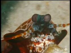 CU Peacock Mantis Shrimp head, eyes on stalks, zooms out to MS of shrimp, Kapalai, Sipadan, Borneo, Malaysia Stock Footage