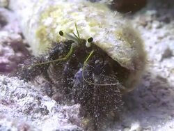 Hermit Crab Stock Footage