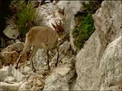 Spanish Ibex (Capra pyrenaica) climbing rock, Granada Province, Andalucia, Spain Stock Footage