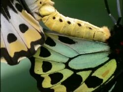 BCU Zoom out, 2 Cairns Birdwing Butterflies (Ornithoptera priamus) mating, Australia Stock Footage