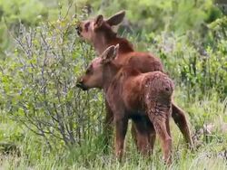 MS Shot of Calf moose (Alces alces) newborn calves graze on small willow bush / Grand lake, Colorado, United States Stock Footage