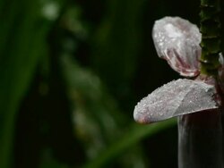 Banana Plant in the Costa Rican Rain Forest Stock Footage