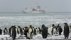 King Penguins on the beach Gold Harbour on South Georgia, Southern Ocean with Southern Elephant Seals and an expedition cruise ship in the background. Stock Footage