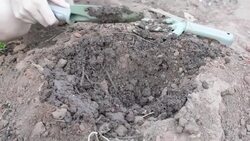 Planting a tree Stock Footage