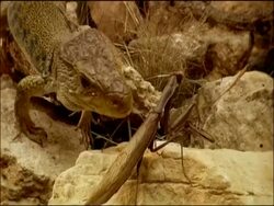 Ocellated Lizard (Lacerta lepida) catches praying mantis, Andalusia, Southern Spain Stock Footage