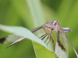 Close up dragon fly Stock Footage
