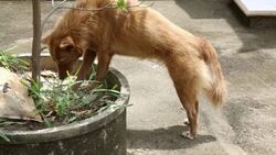 Dog eating grass Stock Footage