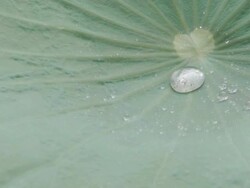 Lotus leaf Stock Footage