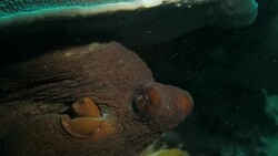 Giant octopus crawling in coral reef (4K) Stock Footage