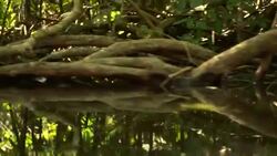 Kayaking in the Cacao Lagoon Stock Footage