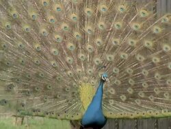 Peacock (Pavo cristatus) male displays, turns around, UK Stock Footage