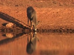 WS Mule Deer (Odocoileus hemionus) buck approaches pond and drinks from it while reflected light illuminates him. /Utah, USA Stock Footage