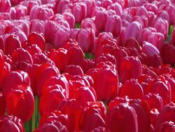 CU Shot of red and pink color tulip fields at Keukenhof Gardens / Lisse, South Holland, Netherlands Stock Footage