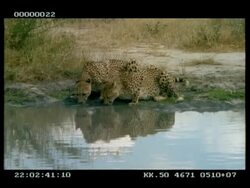 MS 2 Cheetahs drinking at water Stock Footage