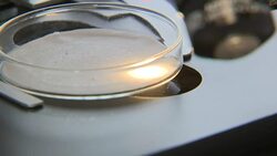 Scientist analysing the stomach contents of deep-sea amphipods for plastic pollution study News Clip