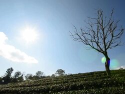 Tea Plantations &quot;Mae Salong&quot; Stock Footage