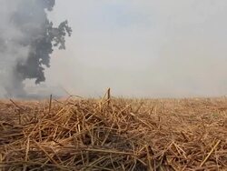 Burning straw. Stock Footage