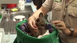 CLEAN: Koalas, kangaroos, snakes victims of Aussie floods News Clip