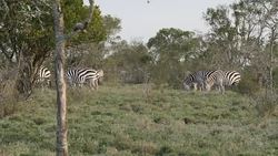 Zebras grazing on Ol Pejeta Conservancy News Clip