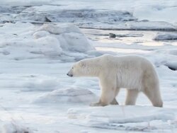 MS PAN Polar bear walking through snowy icy landscape / Churchill, Manitoba, Canada Stock Footage