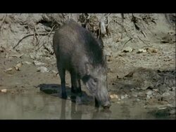 MS Warthog drinking at waterhole, gets spooked and runs off, India Stock Footage