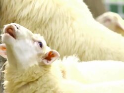 sheep in farm Stock Footage
