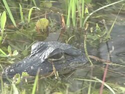 Young alligator 3 Stock Footage