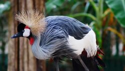 crowned crane Stock Footage