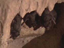 MS Vampire bats hanging upside down in Karst Cave / Belize Stock Footage