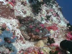 Tasselled Scorpionfish (Scorpaenopsis oxycephala), Baa Atoll, The Maldives Stock Footage