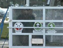 Pandas Arrive at Edinburgh Airport News Clip