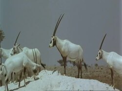MS Arabian Oryx, Oryx leucoryx, dominant male on top of hillock, Jiddat al Harasis desert, Oman Stock Footage
