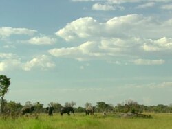 WS Elephant herd walking and grazing in large open area / Okavango Delta, North West District, Botswana Stock Footage