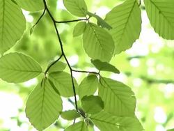 PAL: Swaying in the breeze Stock Footage