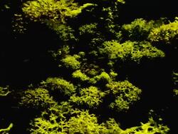 pure nature - MOSS : zoom in (seamless loopable) Stock Footage