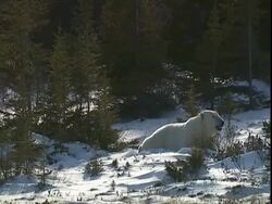 Polar bear (Ursus maritimus) lying down, looking around, near Churchill, Manitoba, Canada Stock Footage