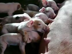 Newborn piglets suckling Stock Footage
