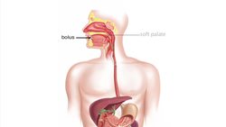Human Digestive System Instructional Video